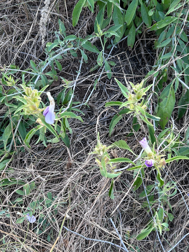 Barleria lancifolia, photograph 3