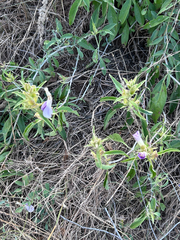Barleria lancifolia, photograph author not stated, no rights reserved