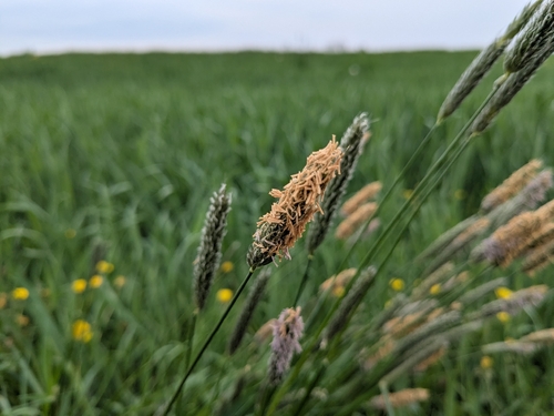 Meadow Foxtail
