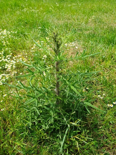 Bull Thistle