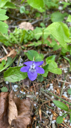 Viola riviniana