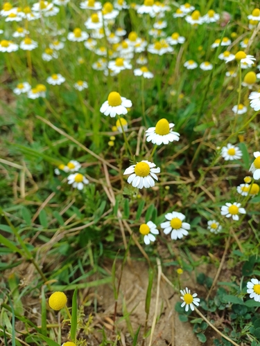 German Chamomile
