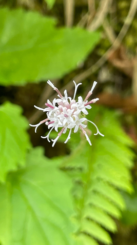 Homogyne sylvestris