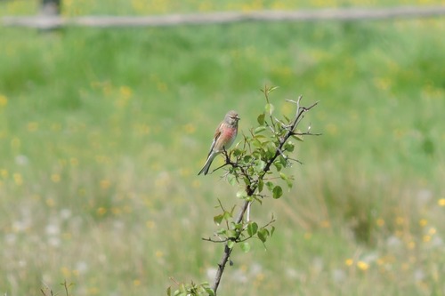 Linotte mélodieuse, mâle
