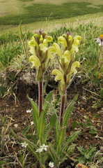 Pedicularis tristis