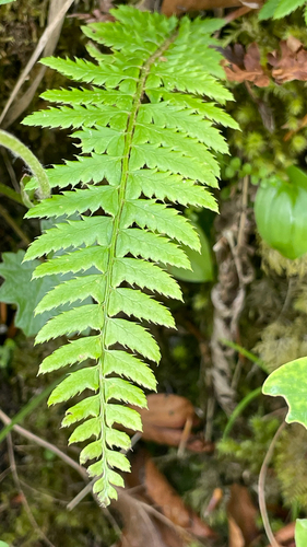 Polystichum aculeatum