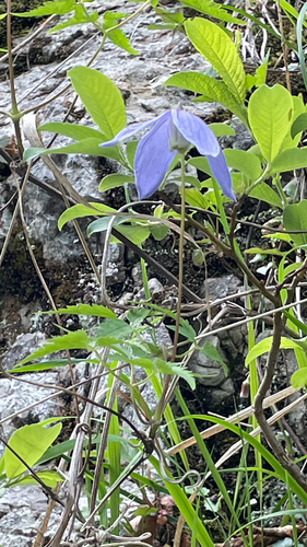 Clematis alpina