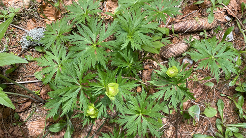 Trollius europaeus