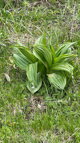 Veratrum album