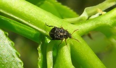 Bruchus luteicornis