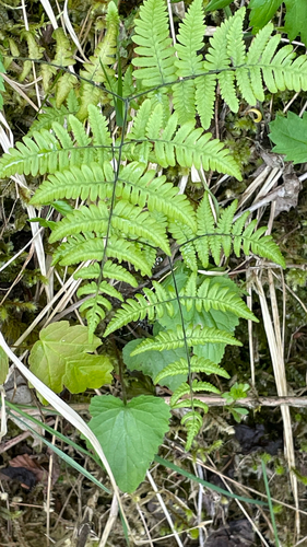 Gymnocarpium robertianum