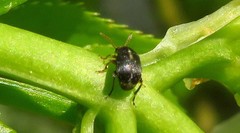 Bruchus luteicornis