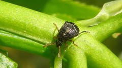 Bruchus luteicornis