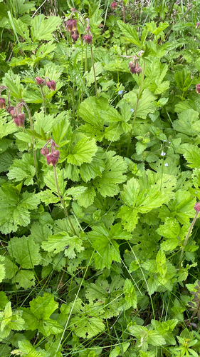 Geum rivale