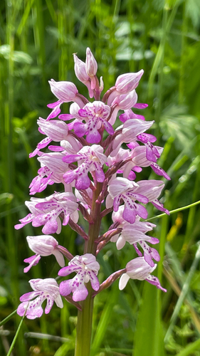 Orchis militaris