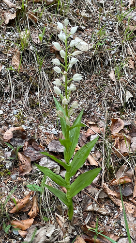 Cephalanthera longifolia
