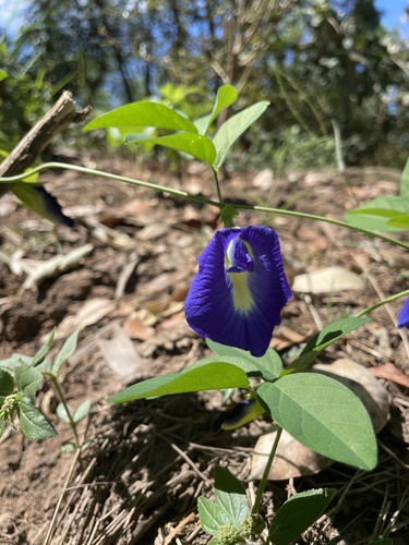 Blue Pea