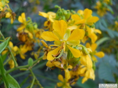 Senna neglecta