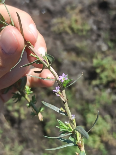 Hyssop Loosestrife