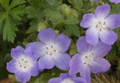 Nemophila