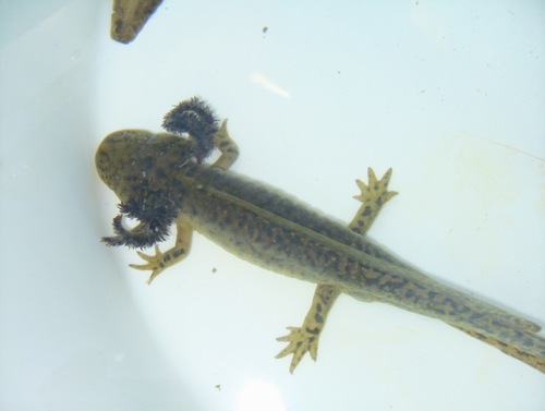 Mexican Tiger Salamander