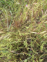 Festuca microstachys