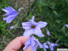 Solanum amygdalifolium