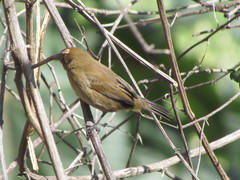 Passerina versicolor