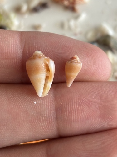 Conus mus observed 2026-05-20