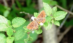 Zabuella tinea
