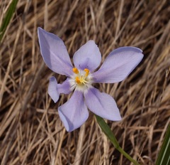 Nemastylis geminiflora