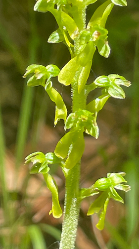 Neottia ovata