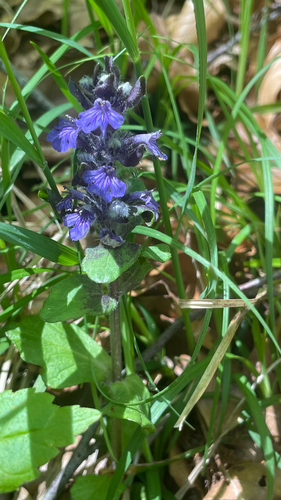Ajuga reptans