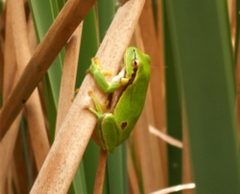 Hyla molleri