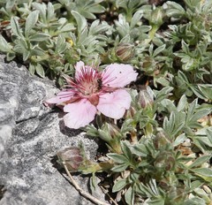 Potentilla nitida