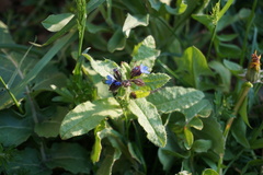 Anchusa arvensis orientalis