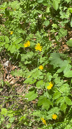 Aposeris foetida