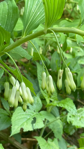 Polygonatum multiflorum
