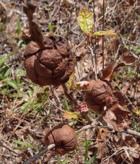 Disholcaspis spongiosa