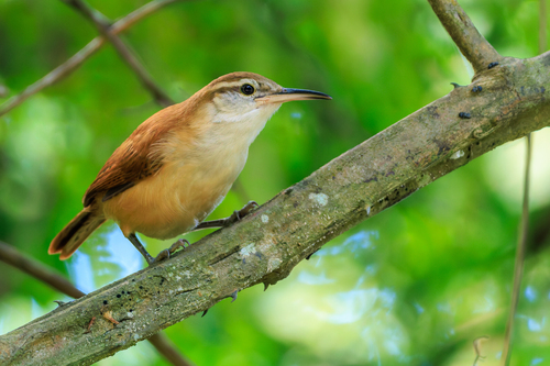 Long-billed Wren