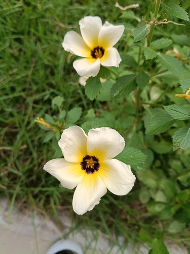 Cuban Buttercup