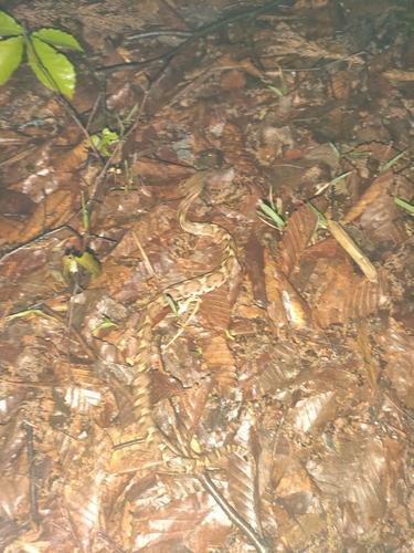 Short-tailed Mamushi