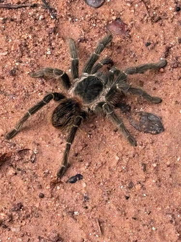 Brazilian Salmon Pink Tarantula