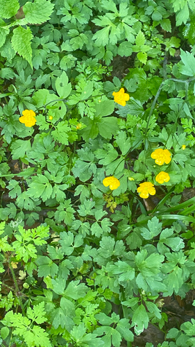 Ranunculus repens