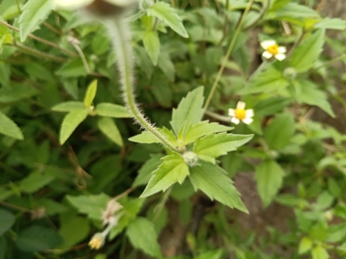 Tridax Daisy