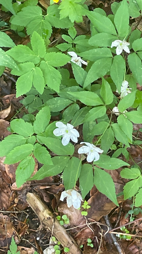 Anemonoides trifolia
