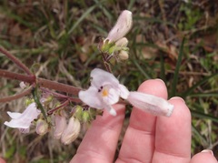 Penstemon laxiflorus