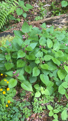Lamium orvala