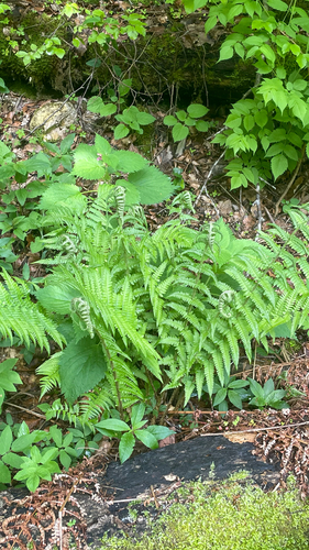 Dryopteris filix-mas