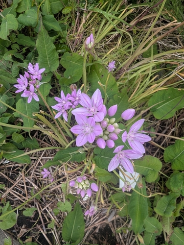 Allium unifolium, photograph 4